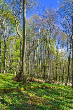 Buschwindröschen und Bärlauch bedecken den Waldboden