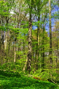 abgebrochene Altbuche mit Zunderschwamm
