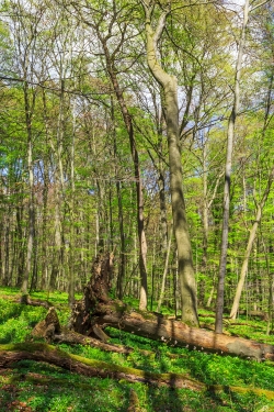 hoher Holzvorrat von 511 Vfm/ha