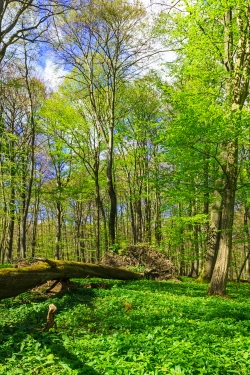 mächtige Windwurfbuche