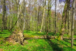schon 16 Vfm Totholz mehr als im benachbarten Wirtschaftswald