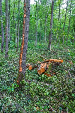 großflächige Rindenschäden an Erlen