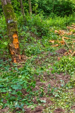 Rückeschäden am Stammfuß einer Erle