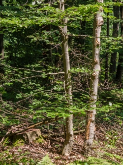 Rindenschäden an 2 Jungbuchen