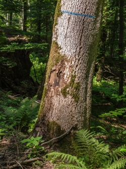 großflächiger Rindenschaden an Zukunftsbaum
