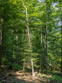 abgeknickte Äste an Jungbuche