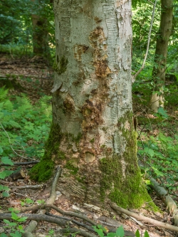 Rindenschäden an altem Ahornbaum