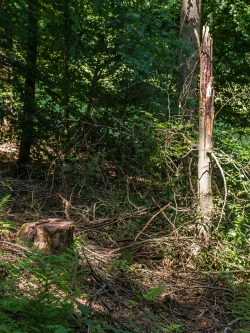 abgebrochene Jungbuche