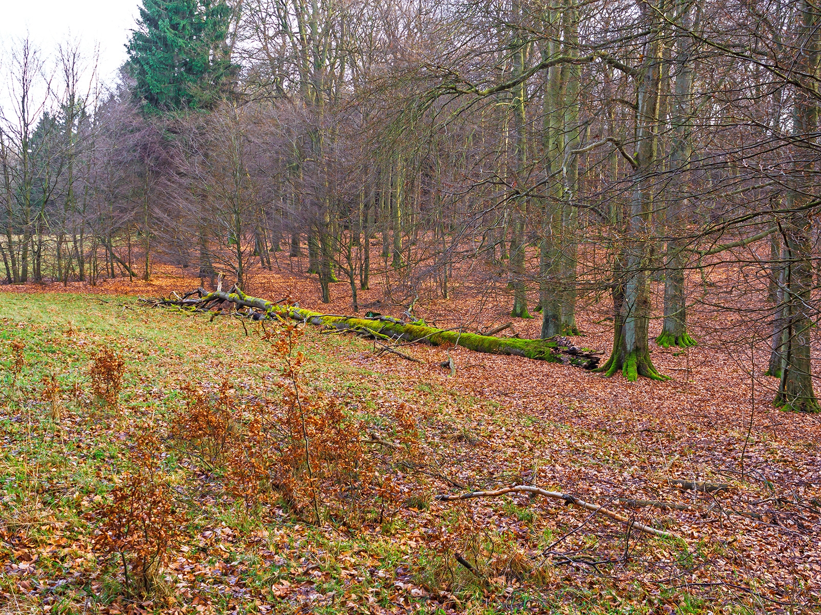 Bonsaibuchen auf der Titzbruchwiese