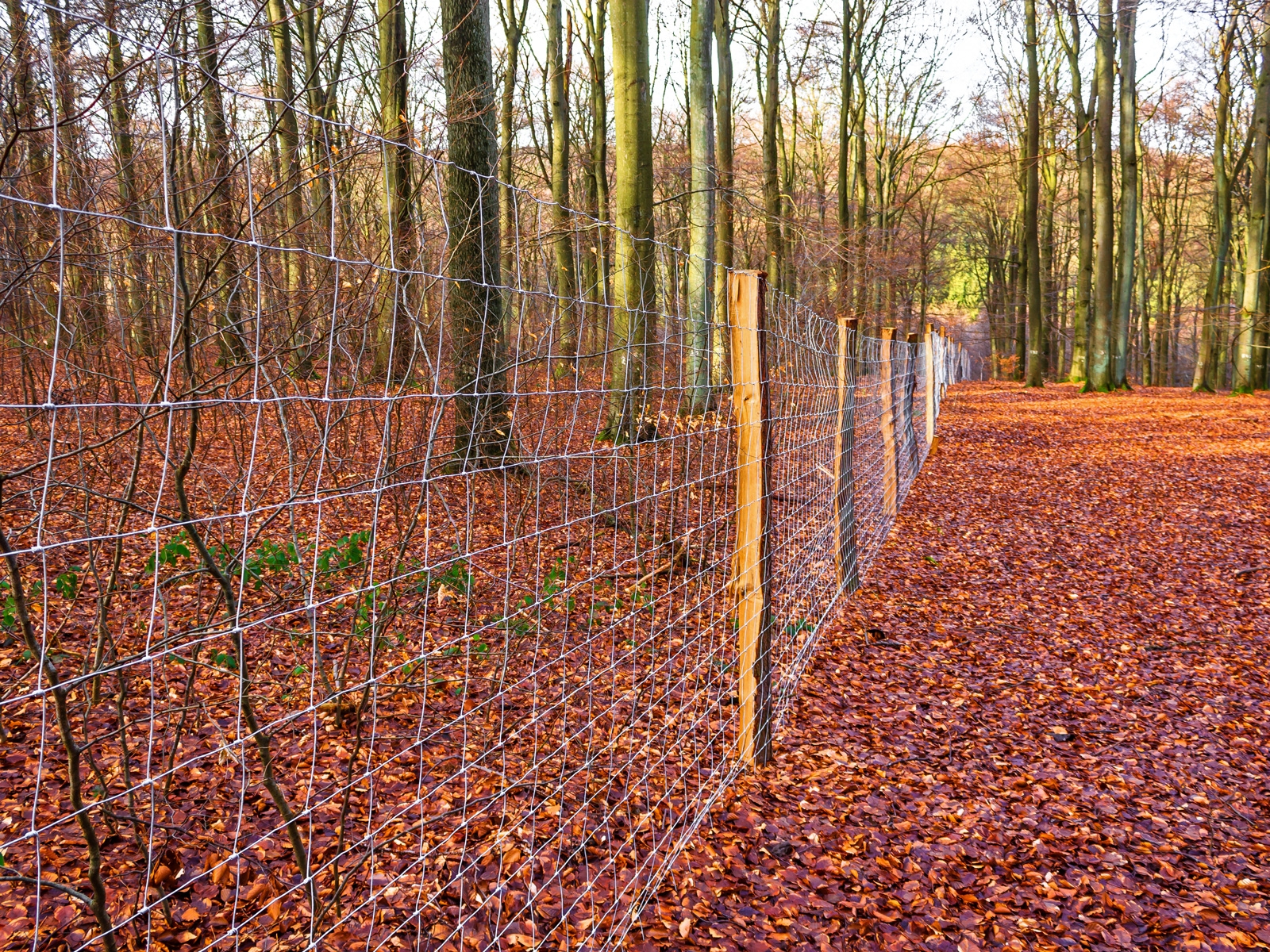 Wildschutzzaun in der Naturwaldzelle Schäferheld