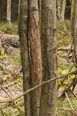 Schaelen_2