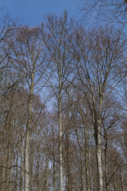 Geschlossenes Kronendach gesunder Buchen
