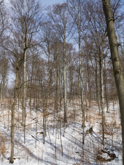 Gesunde Buchen im Göttinger Stadtwald