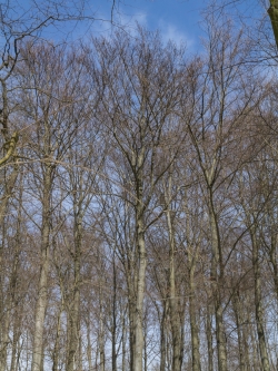 Geschlossenes Kronendach gesunder Buchen