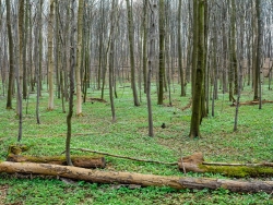 liegendes Totholz am Schaperberg