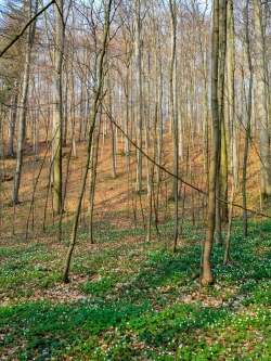 Frühling im Buchenwald