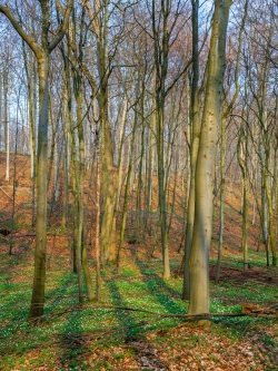 Buchenwald in der Abendsonne