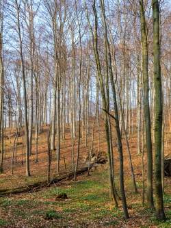 liegender Biotopbaum am Schaperberg