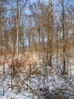 liegender Biotopbaum am Schaperberg