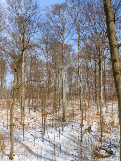 winterlicher Buchenwald am Schaperberg