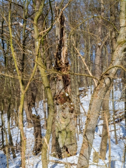 stehender Biotopbaum am Schaperberg