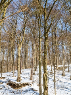 Winter am Schaperberg