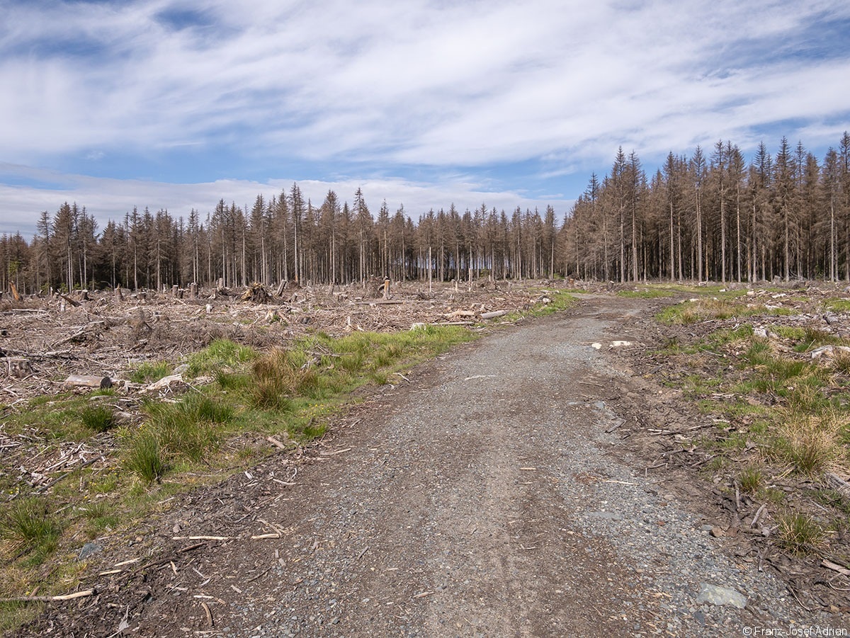Scheitern_Koenigskrug_1