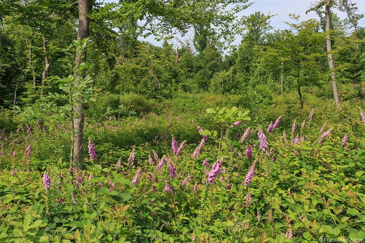 Schellenberg_3