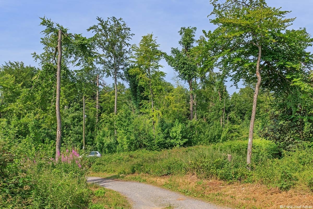 Schellenberg_Unkraut_01