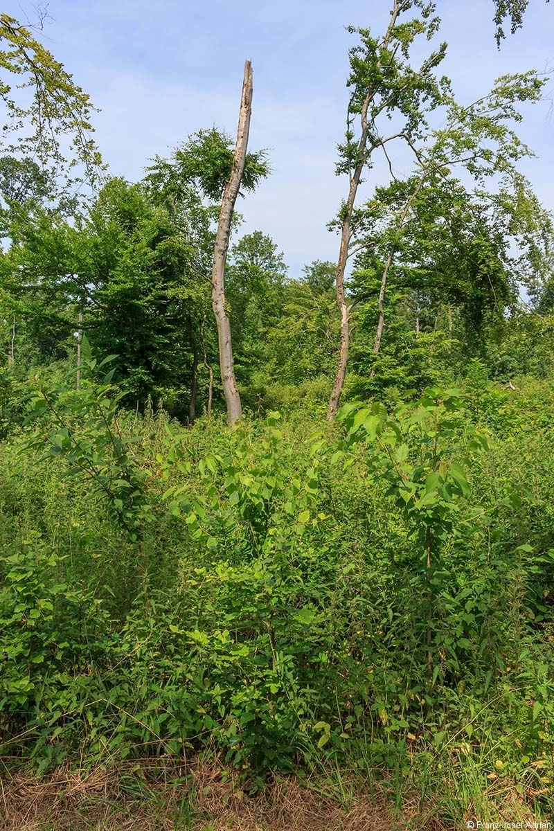 Schellenberg_Unkraut_05
