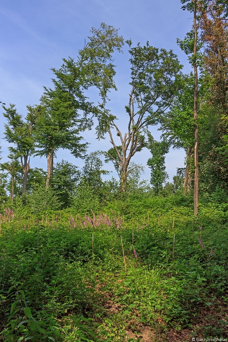 Schellenberg_Unkraut_21