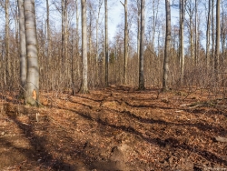 Überhälter in Buchenjungwuchs