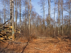 Holzplantage mit Unter- und Oberbestand