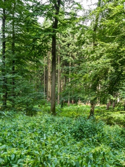 verkrauteter Waldboden, im Hintergrund Fichtenplantagen