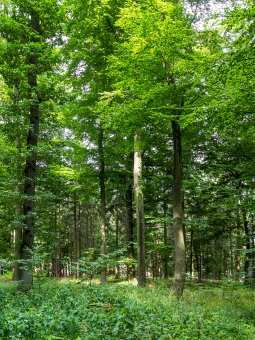 Brennnessel und Kleines Springkraut