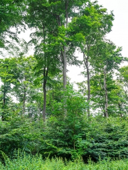 ein Wald wie gerupft