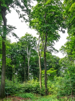häßlicher zerzauster Anblick