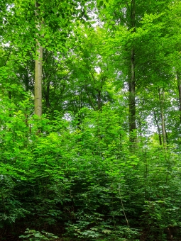 oben: aufgelockerter Schirm der Altbuchen