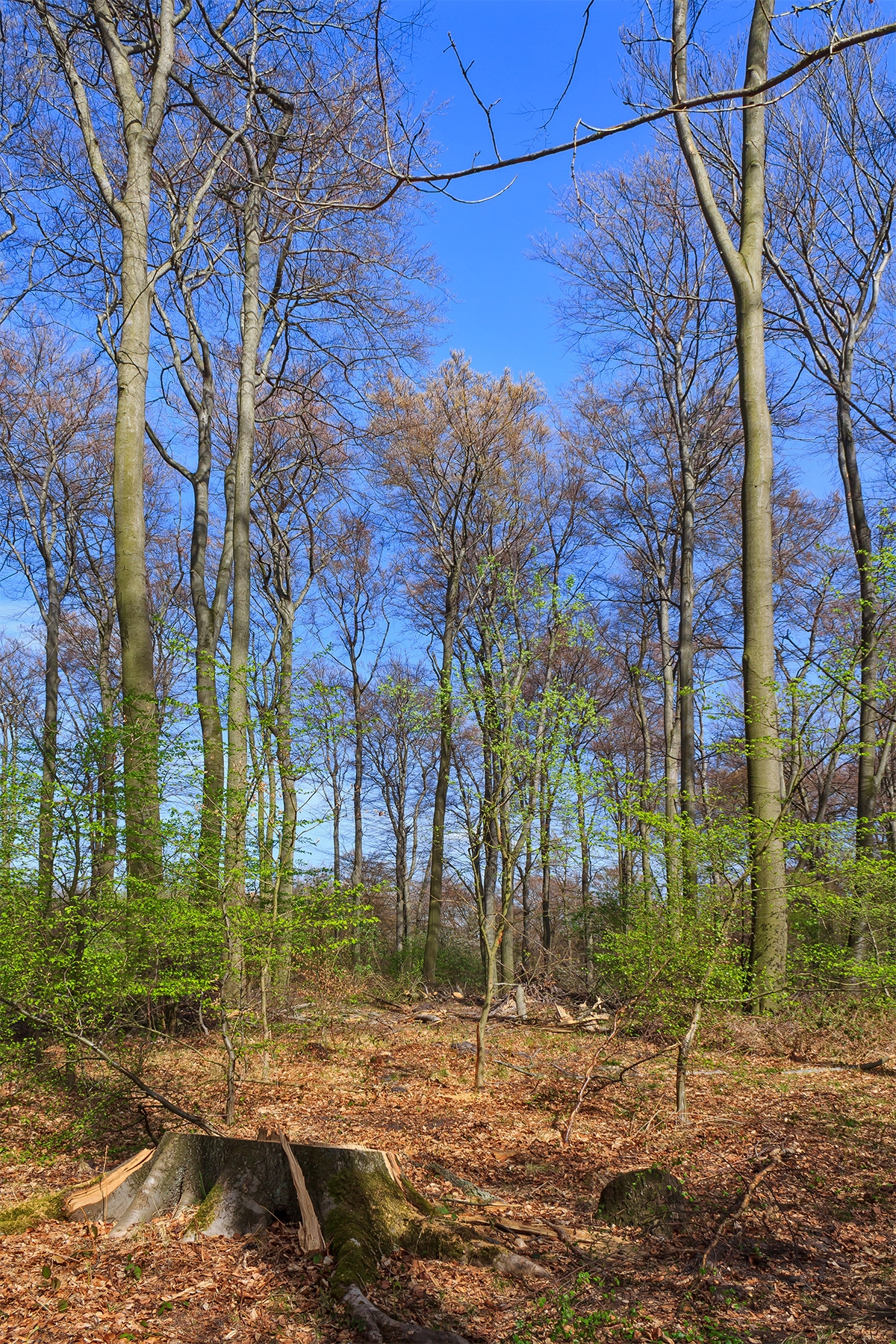Schirmschlag im Köllnischen Wald