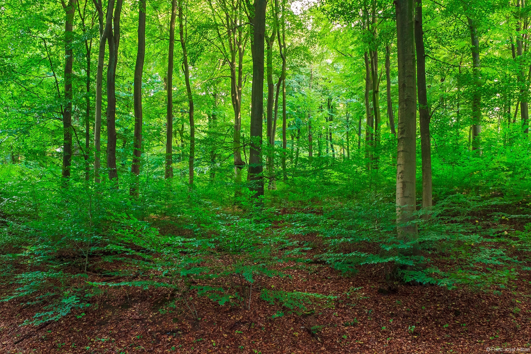 Schirmschlag_B