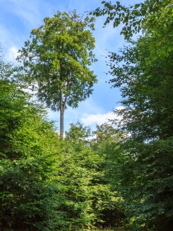 Buchenüberhälter mit abgestorbenen Kronenästen