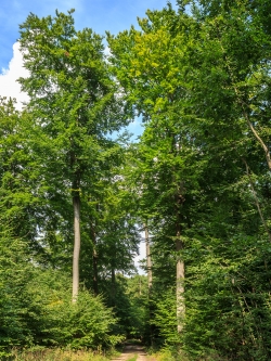 mehrere etwas gesündere Überhälter am Forstweg