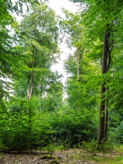 Buchenjungwuchs überschirmt von Überhältern