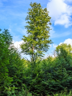 Buchenüberhälter mit lichter Krone und abgestorbenen Ästen