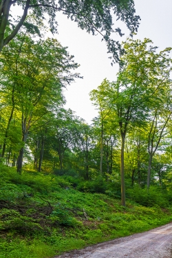 typischer Schirmschlag im Schellenberger Wald