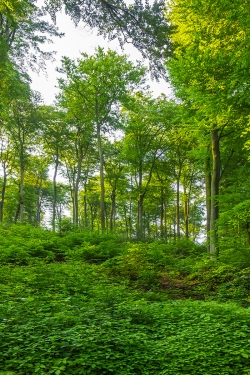 wenige Überhälter über flächiger Verjüngung