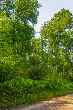 große Lücken im Kronendach