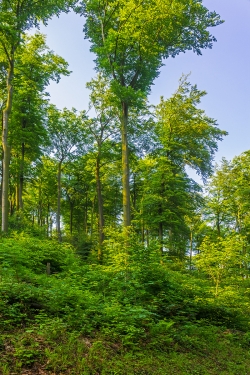 strukturarmer Wirtschaftswald: Überhälter und Verjüngung