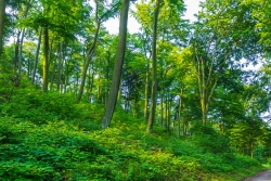 Schellenberger Wald - Starke Durchforstungen im Stadtpark