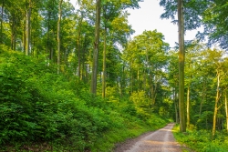 Schellenberger Wald - Schirmschlag im Stadtpark